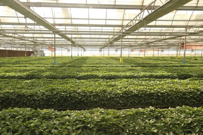 蔬菜工厂化育苗关键技术集成与示范 推动蔬菜产业现代化